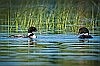 Life of loons