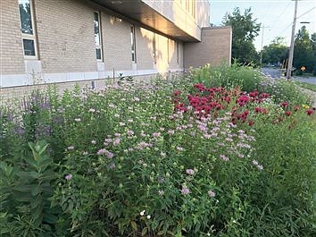 Promoting pollinator populations: Several county-wide projects support the health of pollinator species