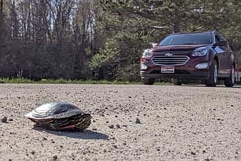 Help Wisconsin’s turtles by getting involved in  the Wisconsin Turtle Conservation Program