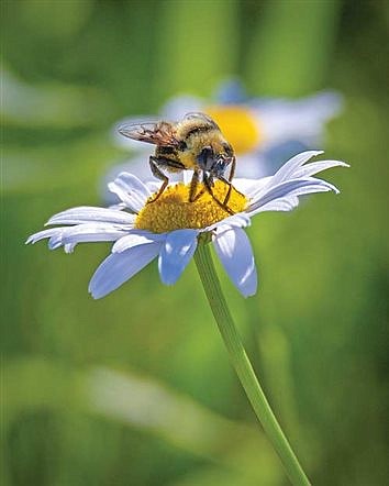 Save the Pollinators