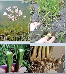 Jennifer Andreas speaks about promising biological control for flowering rush