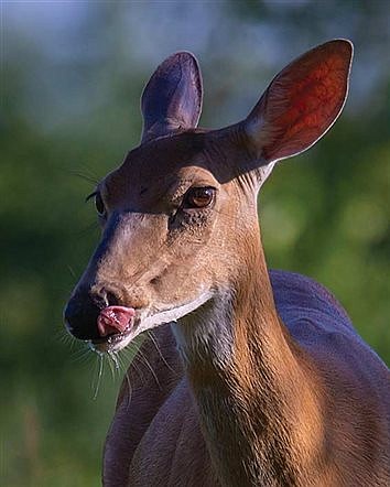 Chronic wasting disease found on Vilas County game farm
