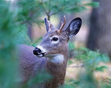 Hunters reminded to test deer for CWD before consuming venison
