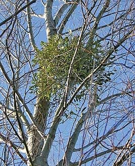 Photo detail