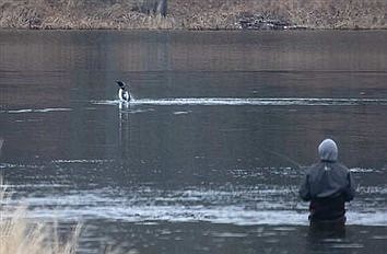Loon Rising Mn The Lakeland Times