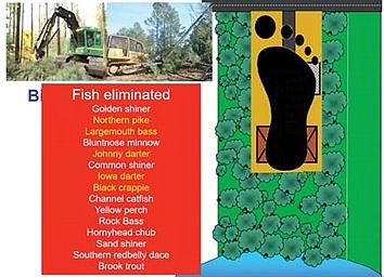What are the impacts of shoreland zoning standards?
