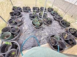 Oneida County Land and Water Committee learns about purple loosestrife control