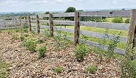 How to get started helping pollinators with wildflower patches, flower strips and meadows
