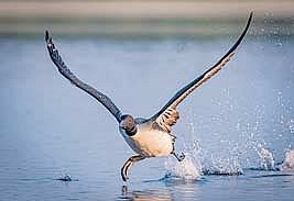 Northwoods Wildlife Center Photo Gala