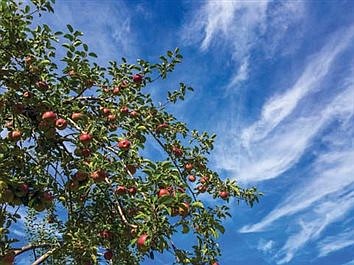 Now is the time to prune apple trees