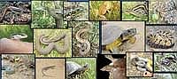 Recent presentation provides a look at Wisconsin’s amphibians and reptiles