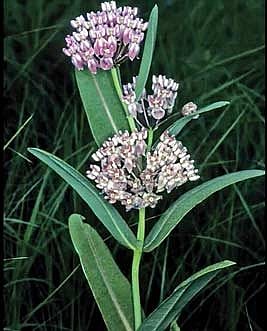 Volunteers help to track rare plants in Wisconsin