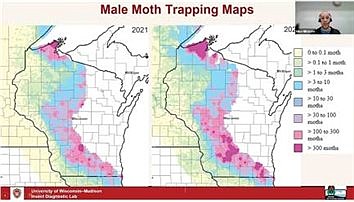 What to expect from spongy moth populations in 2023