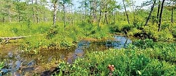 How wetlands manage water and flooding