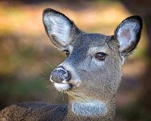 Public comment period open for 2023 deer season