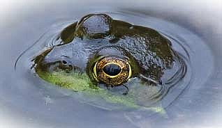 40th Annual Frog and Toad Survey ready to begin