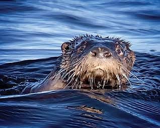 River otter populations in Wisconsin doing well