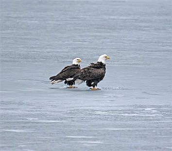 Northwoods lakes in need of wind, rain for fishing opener