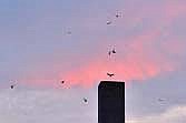 DNR asks public to help count and track declining chimney swifts