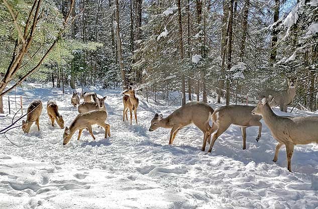 Dale Streubel's photograph of a backyard winter herd. (Contributed photograph)