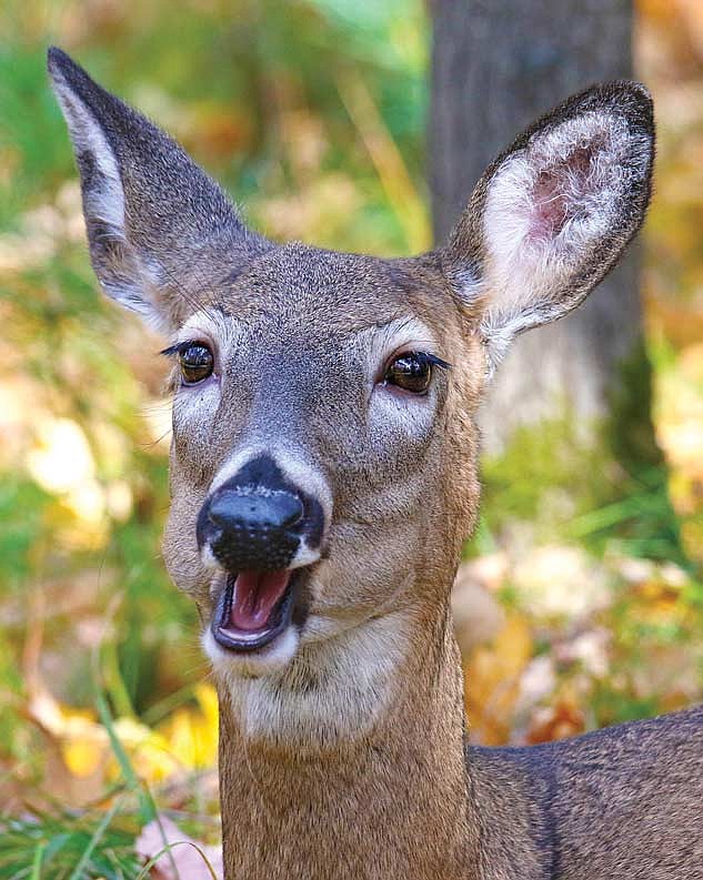 Apply now for a County Deer Advisory Council (CDAC) seat. (Photo by Dean Hall/Lakeland Times)
