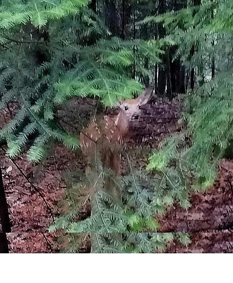 Dale Streubel's photograph of a fawn in the big woods. (Contributed photographs)