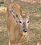 This buck was seen in Boulder Junction recently with an arrow in its neck. Anyone with information on who may have caused this injury to the deer is encouraged to call the DNR tip line at 1-800-847-9367. (Contributed photograph)