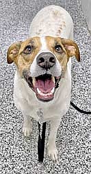 Daisy, a Terrier, Jack Russell mix is one of the dogs available for adoption at the Oneida County Humane Society. (Contributed photograph)