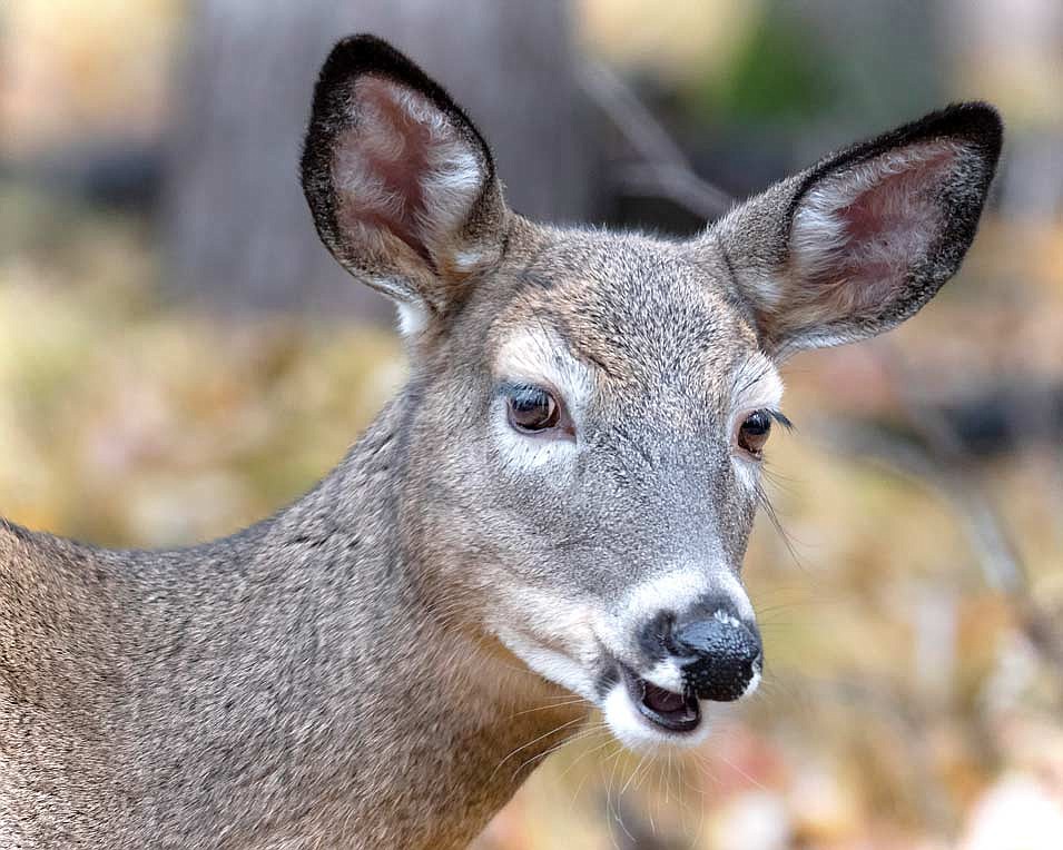 Archery and crossbow deer season opens Sept. 16. (Photo by Dean Hall/Lakeland Times)