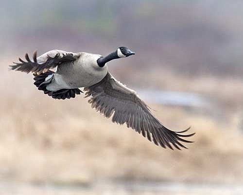 While the regular Northern Zone goose season does not open until September 16, the early season runs from September 1-15. (Photo by Dean Hall/Lakeland Times)