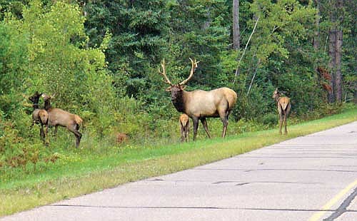 Bugling elk in the Chequamegon-Nicolet National Forest. Photo by USDA FS. (Contributed photograph)
