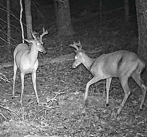 Dale Streubel's trail cam photo of young bucks over mock scrape. (Contributed photographs)