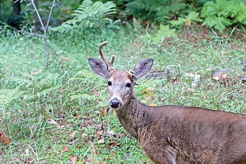 A buck with a deformed left antler was photographed in the town of Pine Lake Tuesday, Sept. 12, The 2023 deer hunt in Wisconsin kicks off this weekend with the start of archery and crossbow hunting. (Photo by Bob Mainhardt for the River News)