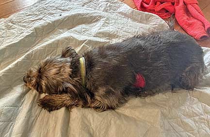 Pepper after the attack. (Contributed photograph)