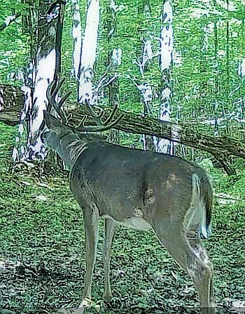 Dale Streubel’s trail cam photo of a buck on mock scrape. (Contributed photograph)