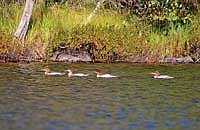 Sondra Katzen’s photo of common mergansers. (Contributed photograph)