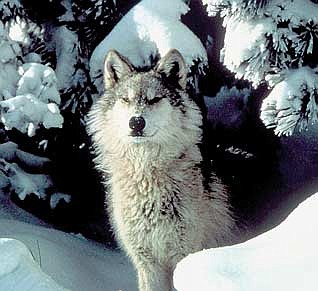 Late last month the Natural Resources Board (NRB) gathered to decide whether or not to pass the state’s draft wolf management plan. (File photo)