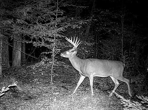 Dale Streubel's trail cam photo of a buck checking his scrape. (Contributed photograph)