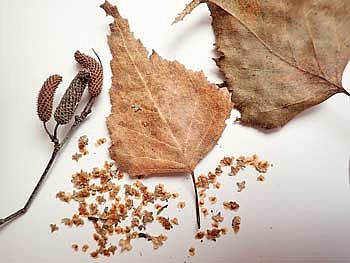 John Bates photo of white birch leaves, catkins and seeds. (Contributed Photograph)