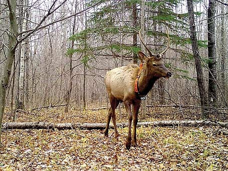 The state’s sixth elk hunting season opened Saturday, Oct. 14 and closed Sunday, Nov. 12. (Submitted photo)