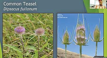 Common teasel seed heads have been used in crafts and the flowers have been used in floral arrangements in the past, helping to promote the spread of this terrestrial invasive species.