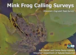 Researchers are as yet unsure what environmental triggers may cause mink frogs to begin calling in the summer. Mink frogs have been known to call during the day and at night from June through July and sometimes into August. The Mink Frog Survey, a specific part of the Wisconsin Frog and Toad Survey, looks to answer some of those questions. (Contributed image)