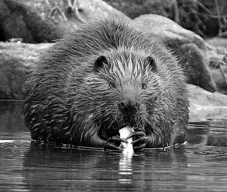 The beaver is the largest rodent in North America, usually weighing in around 40 pounds, with the largest tipping the scales at 80 pounds. (Photo by Dean Hall/Lakeland Times)