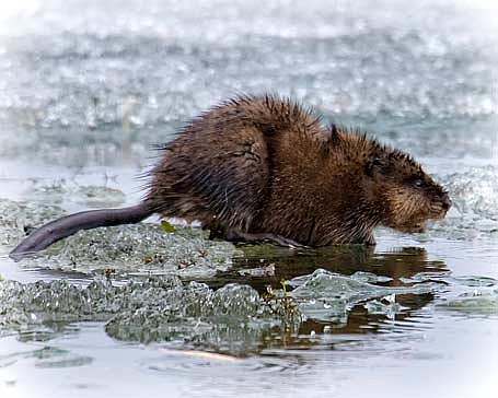 Muskrats are one of four semi-aquatic furbearers in Wisconsin. They are a rodent about half the size of a beaver. (Photo by Dean Hall/Lakeland Times)