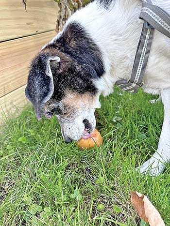 Tomatoes were so plentiful last year that I could not use them fast enough. Our beagle Daisy found one on the ground and was happily munching away before I realized it. (Photo by Beckie Gaskill/Lakeland Times)