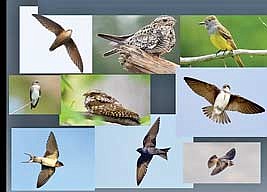 Aerial insectivores, while not all related, all feed by plucking their insect prey out of the air while in mid-flight. (Contributed image)