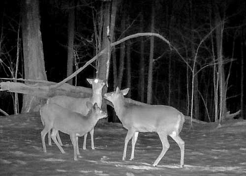 Dale Streubel's trail cam photos of deer on winter mock scrape. (Contributed photographs)