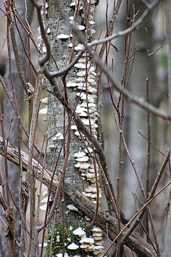 The lack of snow can make for some cool close-up photos we would not normally be able to take this time of year. (Photo by Beckie Gaskill/Lakeland Times)