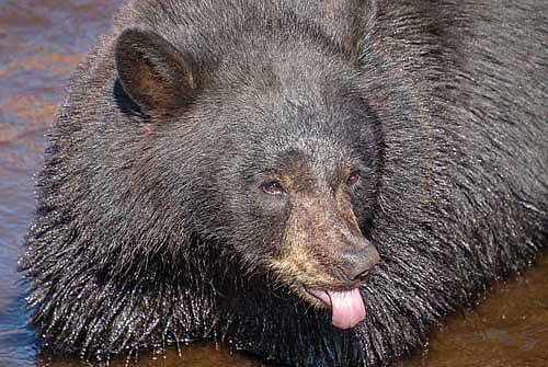 Traditionally approximately 4,000 bear are harvested during the season, but in 2023, just over 3,000 were harvested. (Photo by Kate Reichl/Lakeland Times)