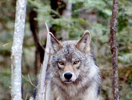 The U. S. Fish and Wildlife Service (USFWS) has announced a national recovery plan for gray wolves. (File photo)